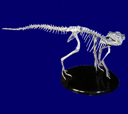 ArchaeoceratopsSq copy