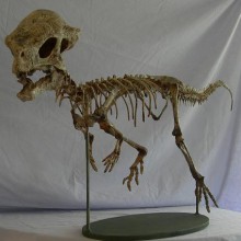 Pachycephalosaur