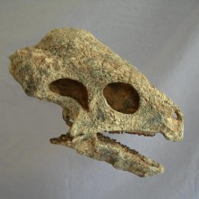 Pachycephalosaurus Skull