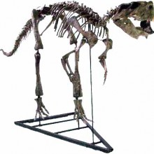 Psittacosaurus sibericus