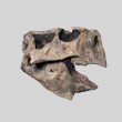 Psittacosaurus Skull R copy