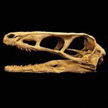 Raptor Skull copy