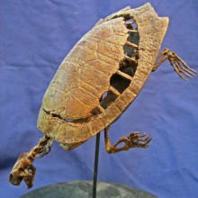 turtle-plesiobaena-1