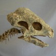 Pachycephaosaur Skull Detail