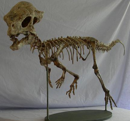 Pachycephalosaur