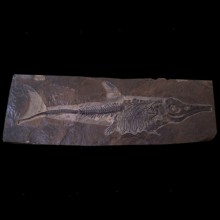 Icthyosaur copy