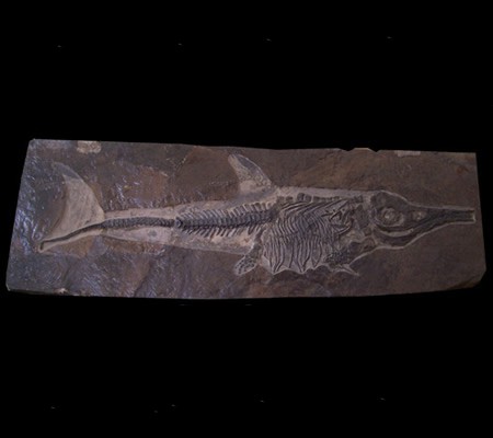 Icthyosaur copy