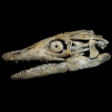 Mosasaur Skull