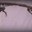 Nothosaur 1