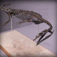 Nothosaur 3