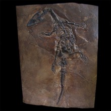 Nothosaurus sp copy