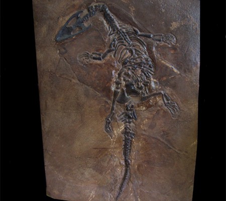 Nothosaurus sp copy