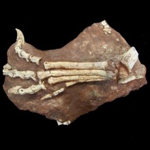 Oviraptor Foot copy