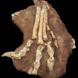 OviraptorFootTopLG