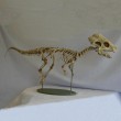 Pachycephalosaur Sq copy