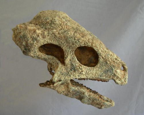 Pachycephalosaurus Skull