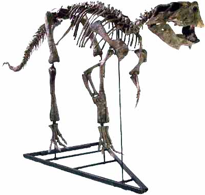 Psittacosaurus sibericus