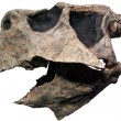 Psittacosaur Skull Detail