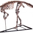 Psittacosaur sibericus