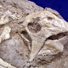 PsittacosaurSkull