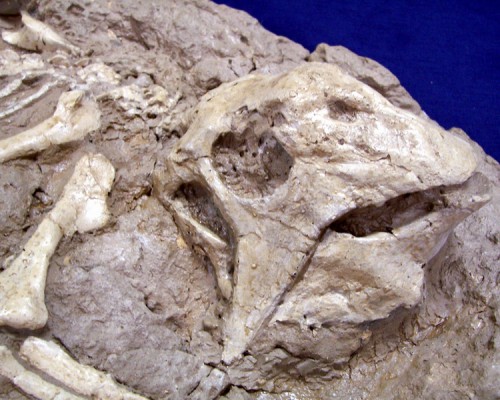 PsittacosaurSkull