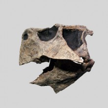 Psittacosaurus Skull copy