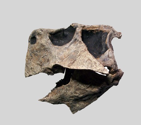 Psittacosaurus Skull copy