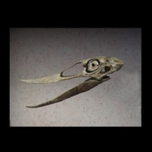 Pterosaur Skull