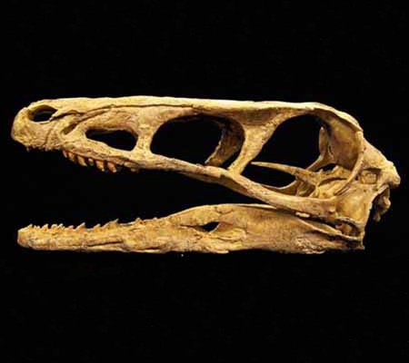 Raptor Skull copy