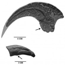 dakotaraptor-claw