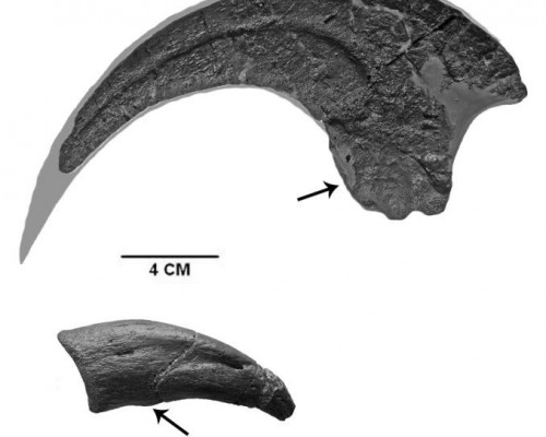 dakotaraptor-claw