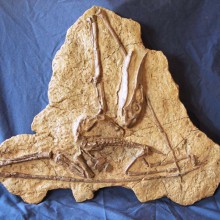 pterosaur-in-situ