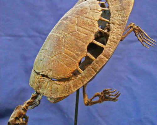 turtle-plesiobaena-1