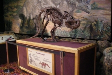 dinoshore-exhibit-330