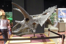 dinoshore-exhibit-343