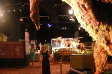 dinoshore-exhibit-345