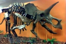 Triceratops