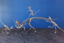 Psittacosaurus