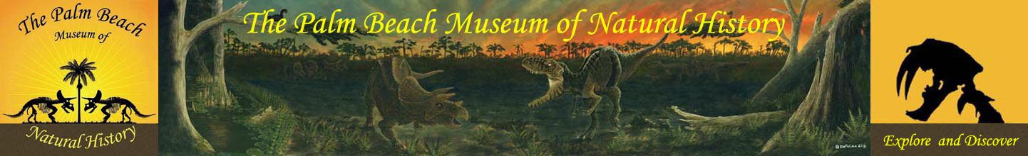 The Palm Beach Museum of Natural History